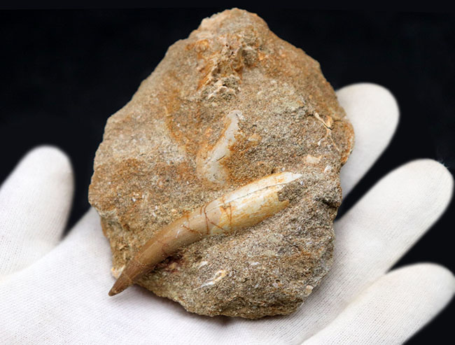 美しいエナメル質が保存！首長竜、エラスモサウルス（Elasmosaurus）の歯化石。母岩には顎骨の一部があり！（その3）