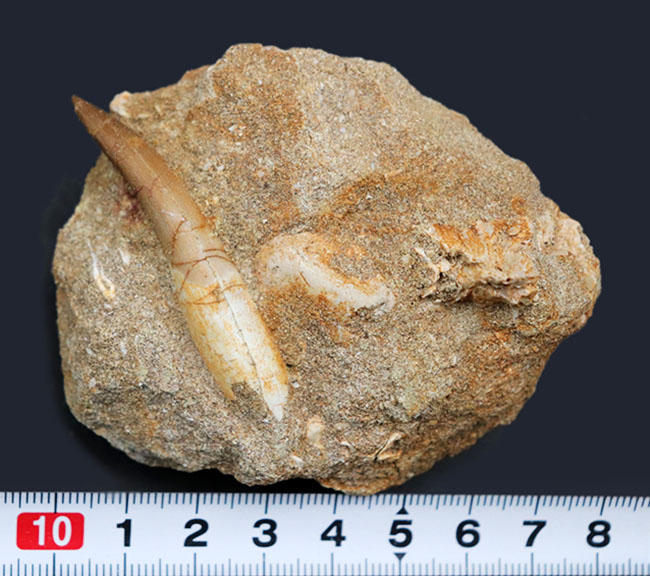 美しいエナメル質が保存！首長竜、エラスモサウルス（Elasmosaurus）の歯化石。母岩には顎骨の一部があり！（その9）