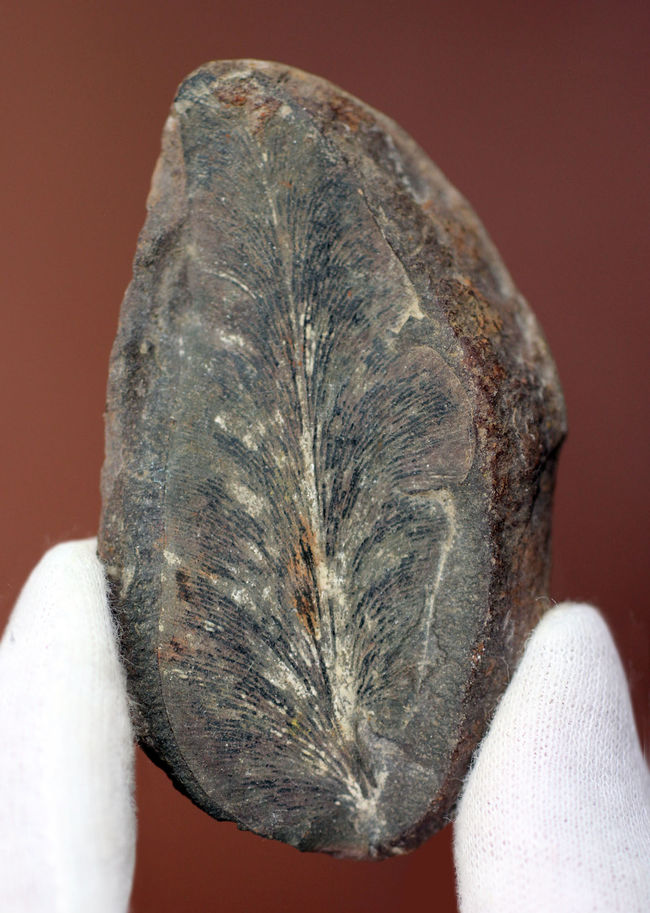 ナイスサイズ、石炭紀の地層から採集されたノジュール型の立派なシダ類の葉の化石(その1)