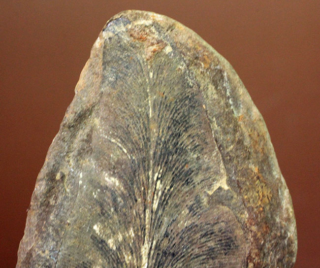 ナイスサイズ、石炭紀の地層から採集されたノジュール型の立派なシダ類の葉の化石(その2)