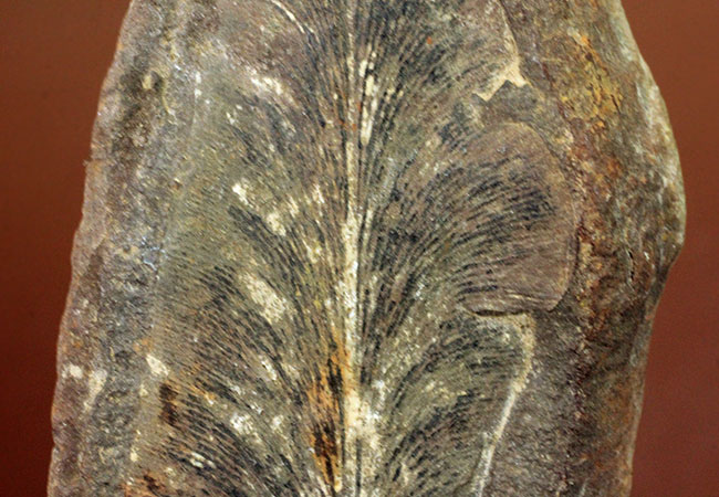 ナイスサイズ、石炭紀の地層から採集されたノジュール型の立派なシダ類の葉の化石(その3)