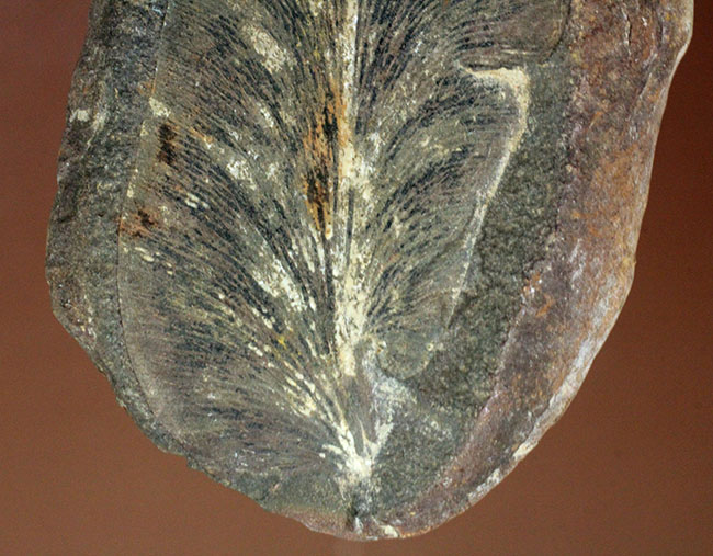 ナイスサイズ、石炭紀の地層から採集されたノジュール型の立派なシダ類の葉の化石（その4）