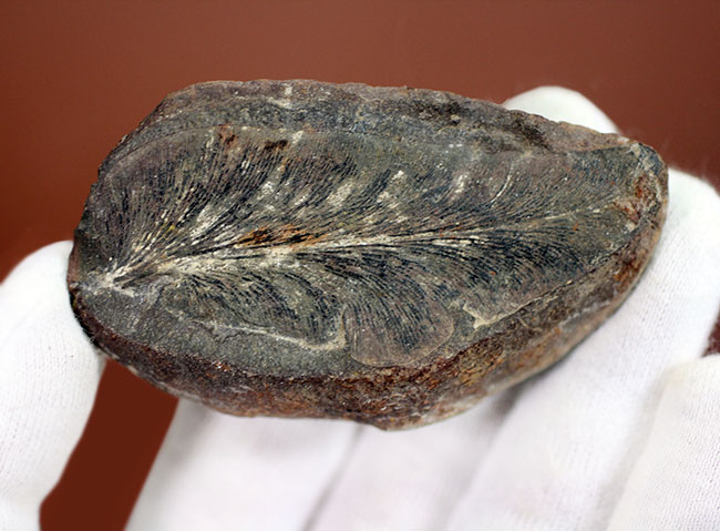 ナイスサイズ、石炭紀の地層から採集されたノジュール型の立派なシダ類の葉の化石(その5)