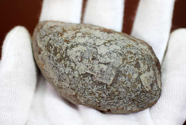 ナイスサイズ、石炭紀の地層から採集されたノジュール型の立派なシダ類の葉の化石(その6)