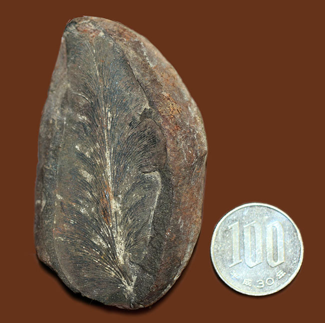 ナイスサイズ、石炭紀の地層から採集されたノジュール型の立派なシダ類の葉の化石（その7）