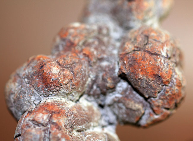 運が付く・・・?表面のテクスチュアのディティールが見事。古代の水棲生物の糞化石、コプロライト(その10)