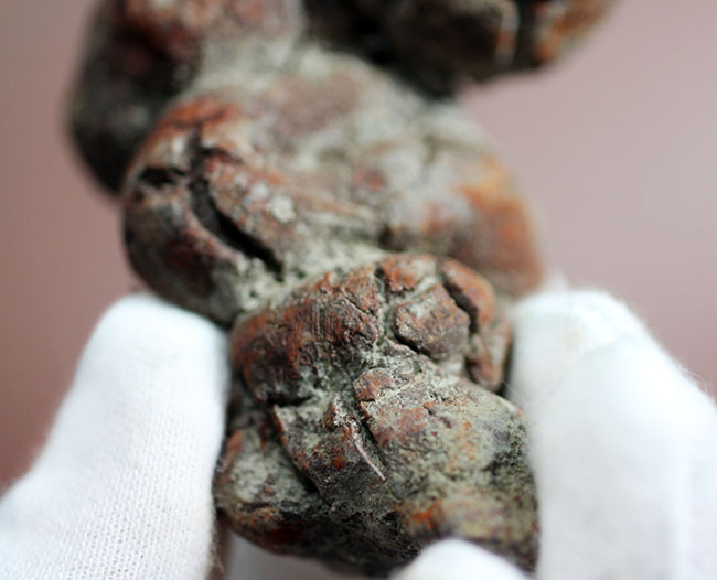運が付く・・・?表面のテクスチュアのディティールが見事。古代の水棲生物の糞化石、コプロライト(その11)