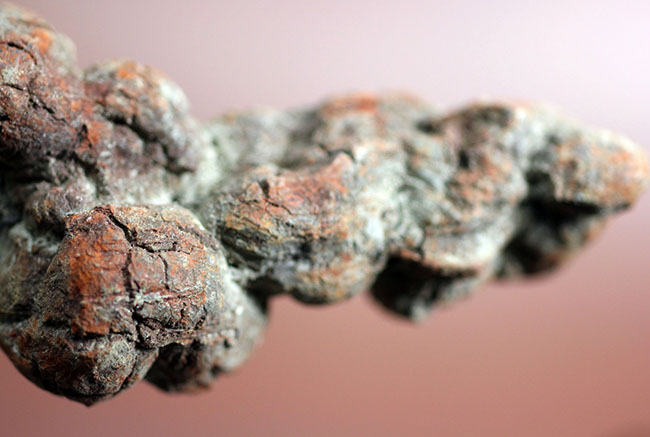 運が付く・・・?表面のテクスチュアのディティールが見事。古代の水棲生物の糞化石、コプロライト(その13)