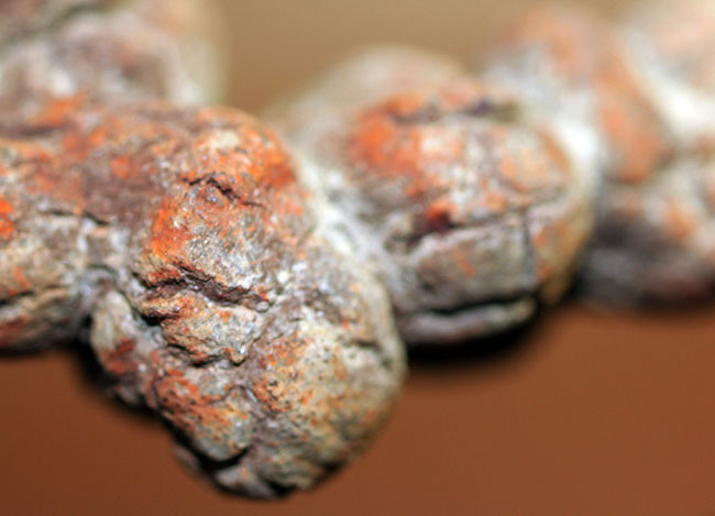 運が付く・・・?表面のテクスチュアのディティールが見事。古代の水棲生物の糞化石、コプロライト(その3)