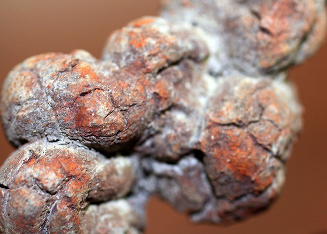 運が付く・・・?表面のテクスチュアのディティールが見事。古代の水棲生物の糞化石、コプロライト(その4)