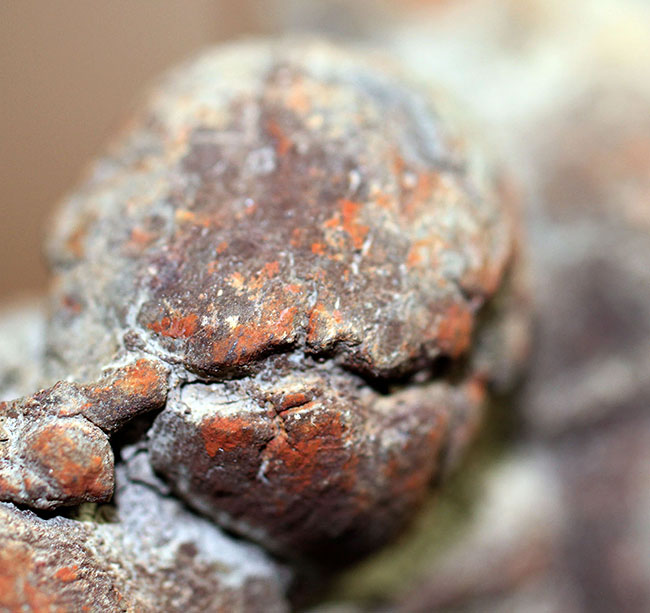 運が付く・・・?表面のテクスチュアのディティールが見事。古代の水棲生物の糞化石、コプロライト(その5)