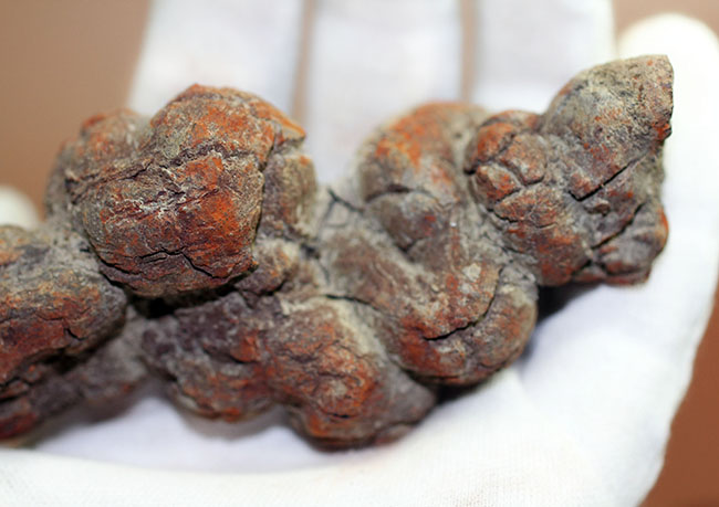 運が付く・・・?表面のテクスチュアのディティールが見事。古代の水棲生物の糞化石、コプロライト(その8)