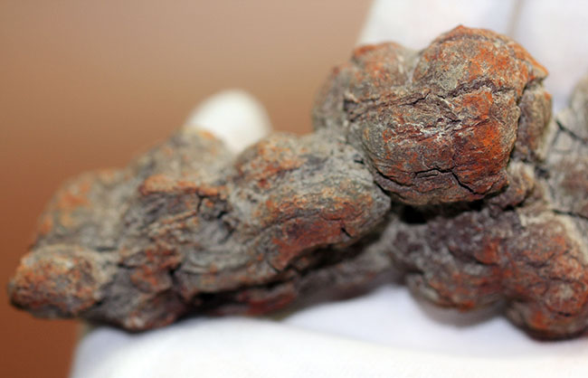 運が付く・・・?表面のテクスチュアのディティールが見事。古代の水棲生物の糞化石、コプロライト(その9)