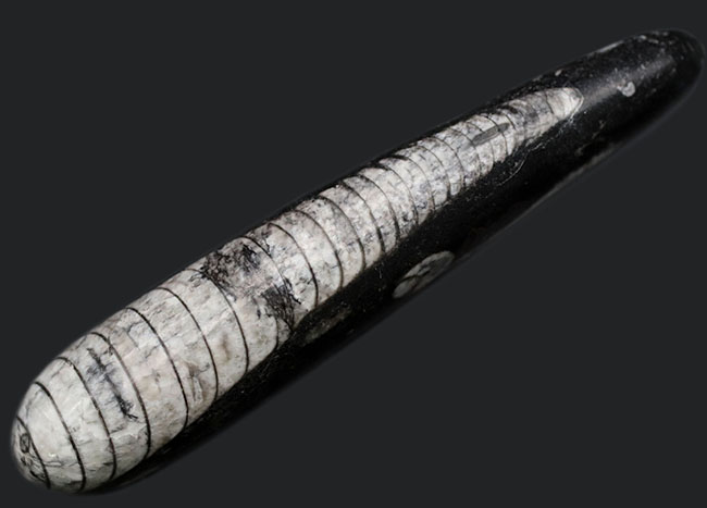 まっすぐな殻が特徴的、古生代デボン紀の頭足類、オルソセラス(Orthoceras)の化石(その1)
