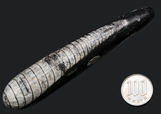 まっすぐな殻が特徴的、古生代デボン紀の頭足類、オルソセラス(Orthoceras)の化石(その10)