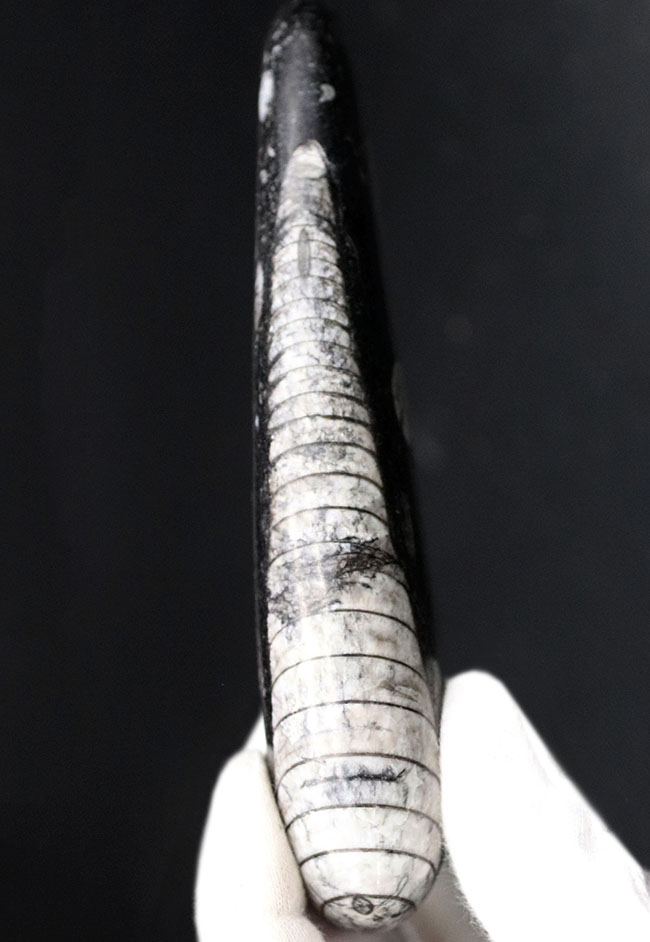 まっすぐな殻が特徴的、古生代デボン紀の頭足類、オルソセラス(Orthoceras)の化石(その2)