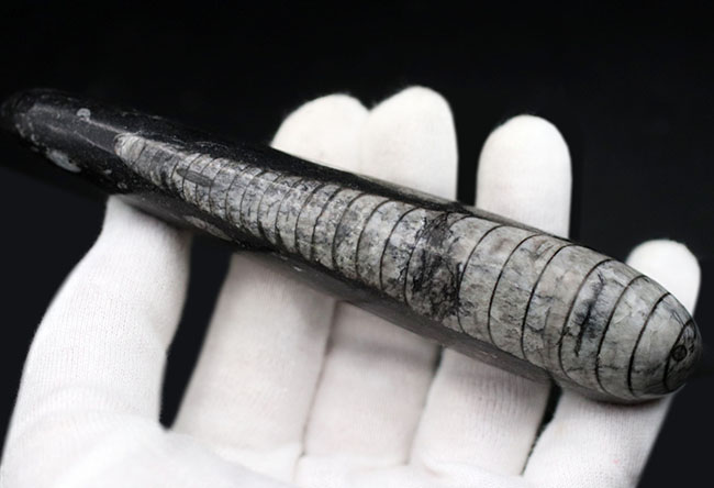 まっすぐな殻が特徴的、古生代デボン紀の頭足類、オルソセラス(Orthoceras)の化石(その3)
