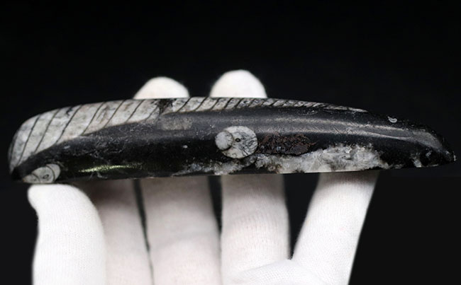 まっすぐな殻が特徴的、古生代デボン紀の頭足類、オルソセラス(Orthoceras)の化石(その5)