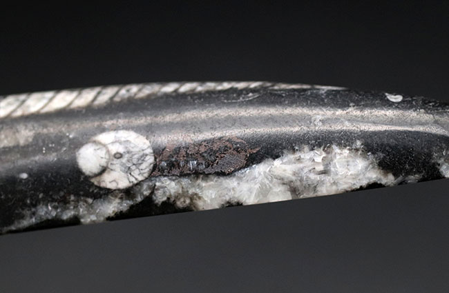 まっすぐな殻が特徴的、古生代デボン紀の頭足類、オルソセラス（Orthoceras）の化石（その6）