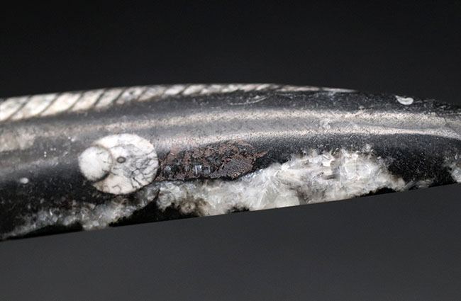 まっすぐな殻が特徴的、古生代デボン紀の頭足類、オルソセラス(Orthoceras)の化石(その6)