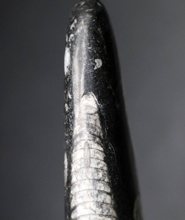 まっすぐな殻が特徴的、古生代デボン紀の頭足類、オルソセラス（Orthoceras）の化石（その7）