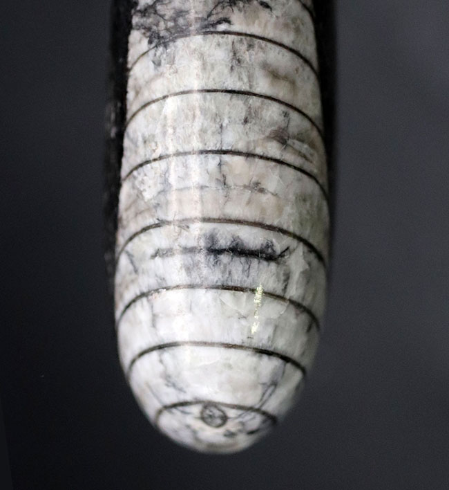 まっすぐな殻が特徴的、古生代デボン紀の頭足類、オルソセラス（Orthoceras）の化石（その8）