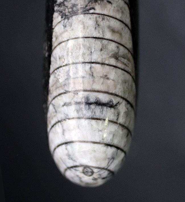 まっすぐな殻が特徴的、古生代デボン紀の頭足類、オルソセラス(Orthoceras)の化石(その8)