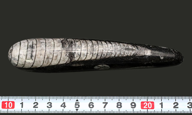 まっすぐな殻が特徴的、古生代デボン紀の頭足類、オルソセラス（Orthoceras）の化石（その9）