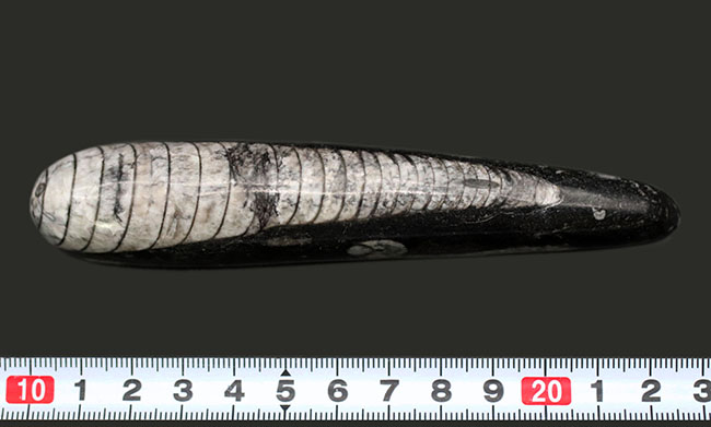 まっすぐな殻が特徴的、古生代デボン紀の頭足類、オルソセラス(Orthoceras)の化石(その9)