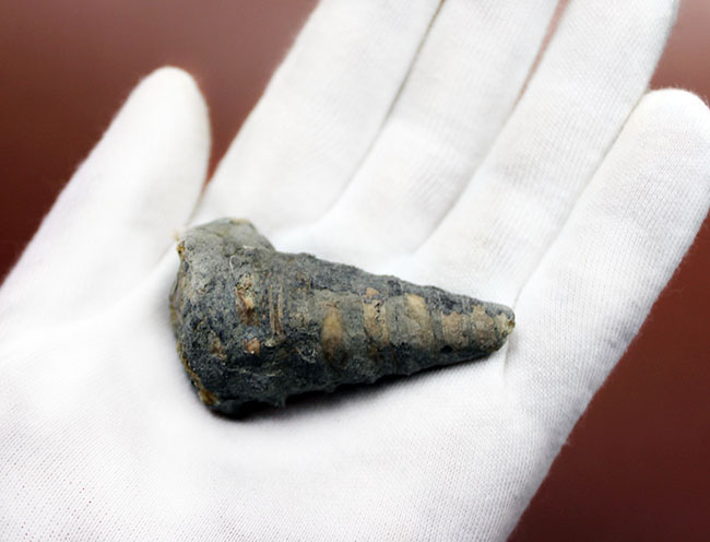 ブラックな絶滅巻き貝ビカリア(Vicarya sp.)(その5)