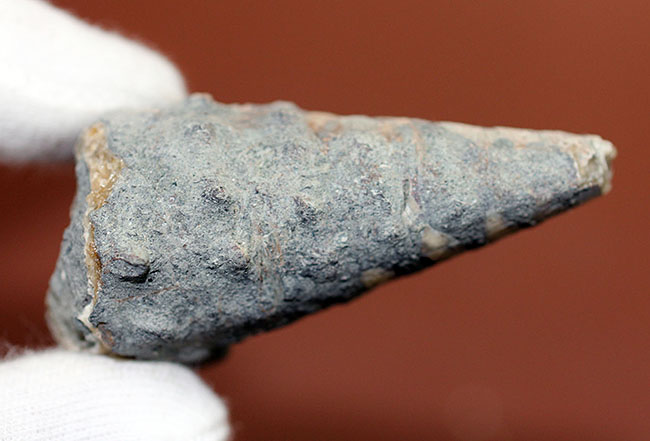 ブラックな絶滅巻き貝ビカリア(Vicarya sp.)(その6)