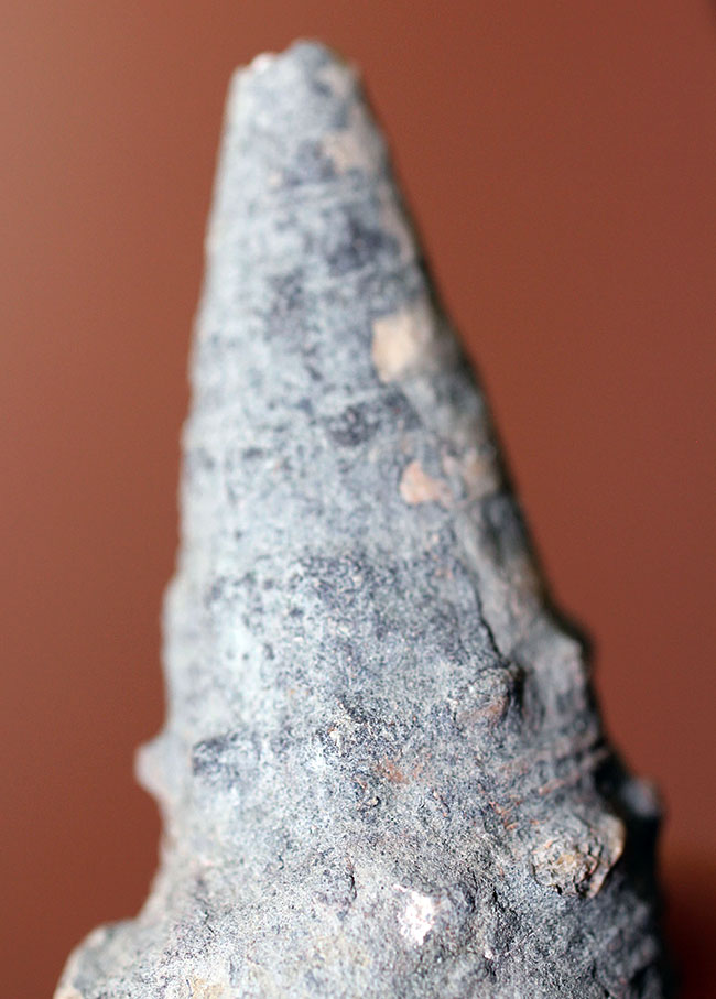 ブラックな絶滅巻き貝ビカリア(Vicarya sp.)(その8)