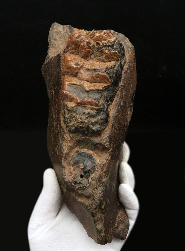 まさに博物館級のプレミアムアイテム！中新世に棲息した古代ゾウ、ステゴロフォドン（Stegolophodon）の顎骨化石。オールドコレクション（その1）