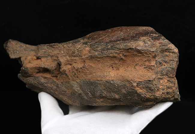 まさに博物館級のプレミアムアイテム！中新世に棲息した古代ゾウ、ステゴロフォドン（Stegolophodon）の顎骨化石。オールドコレクション（その10）