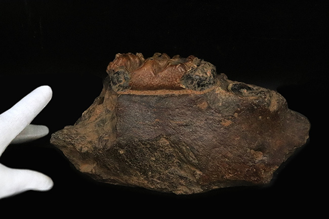 まさに博物館級のプレミアムアイテム！中新世に棲息した古代ゾウ、ステゴロフォドン（Stegolophodon）の顎骨化石。オールドコレクション（その11）