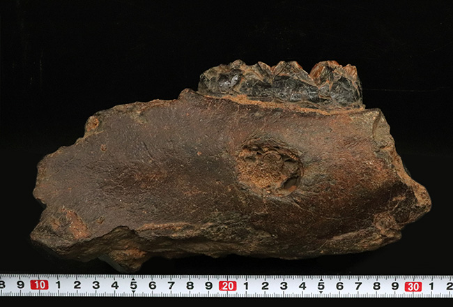 まさに博物館級のプレミアムアイテム!中新世に棲息した古代ゾウ、ステゴロフォドン(Stegolophodon)の顎骨化石。オールドコレクション(その12)