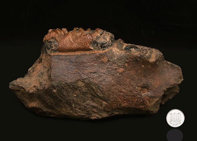 まさに博物館級のプレミアムアイテム！中新世に棲息した古代ゾウ、ステゴロフォドン（Stegolophodon）の顎骨化石。オールドコレクション（その13）
