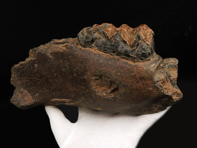 まさに博物館級のプレミアムアイテム！中新世に棲息した古代ゾウ、ステゴロフォドン（Stegolophodon）の顎骨化石。オールドコレクション（その2）