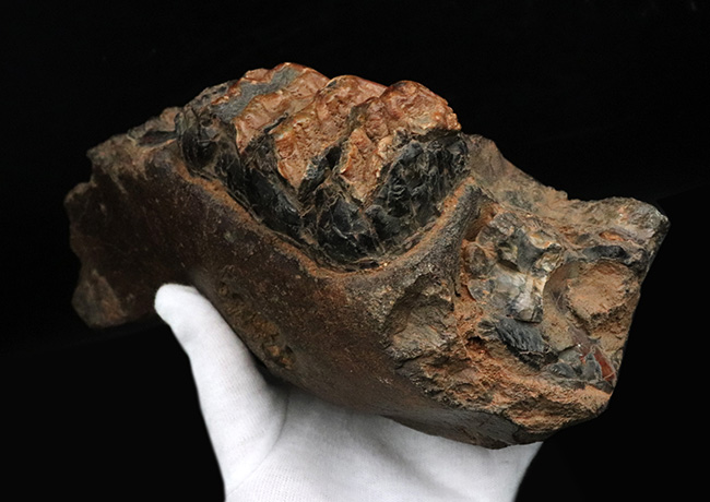 まさに博物館級のプレミアムアイテム！中新世に棲息した古代ゾウ、ステゴロフォドン（Stegolophodon）の顎骨化石。オールドコレクション（その3）