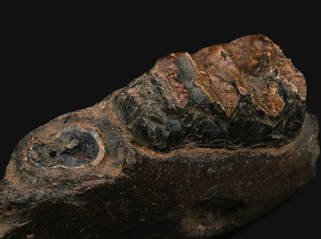 まさに博物館級のプレミアムアイテム！中新世に棲息した古代ゾウ、ステゴロフォドン（Stegolophodon）の顎骨化石。オールドコレクション（その4）