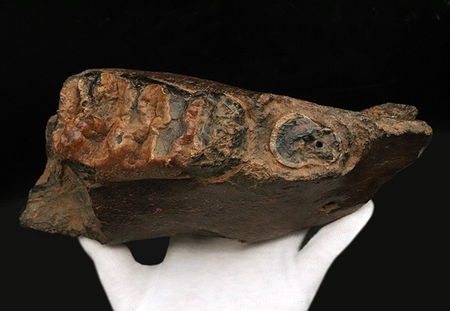 まさに博物館級のプレミアムアイテム！中新世に棲息した古代ゾウ、ステゴロフォドン（Stegolophodon）の顎骨化石。オールドコレクション（その6）