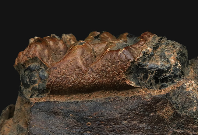 まさに博物館級のプレミアムアイテム！中新世に棲息した古代ゾウ、ステゴロフォドン（Stegolophodon）の顎骨化石。オールドコレクション（その7）