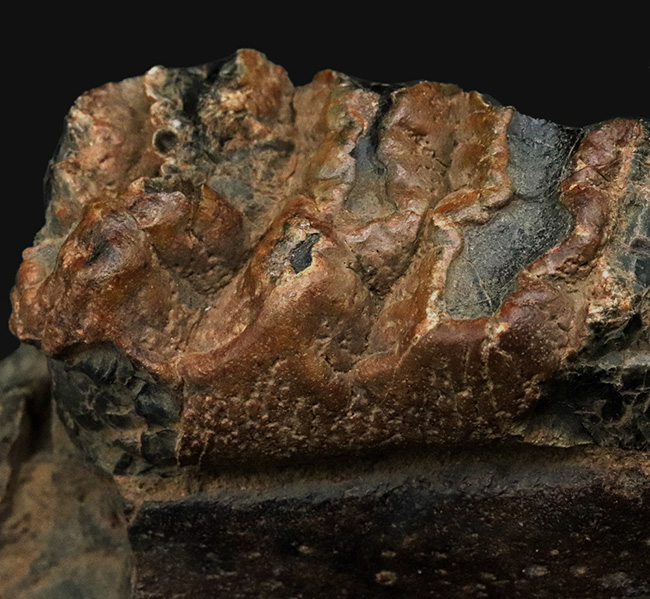 まさに博物館級のプレミアムアイテム！中新世に棲息した古代ゾウ、ステゴロフォドン（Stegolophodon）の顎骨化石。オールドコレクション（その8）