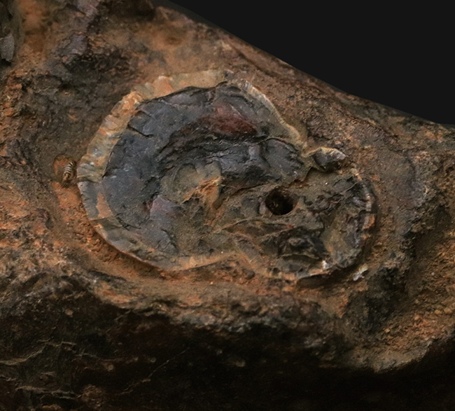 まさに博物館級のプレミアムアイテム！中新世に棲息した古代ゾウ、ステゴロフォドン（Stegolophodon）の顎骨化石。オールドコレクション（その9）