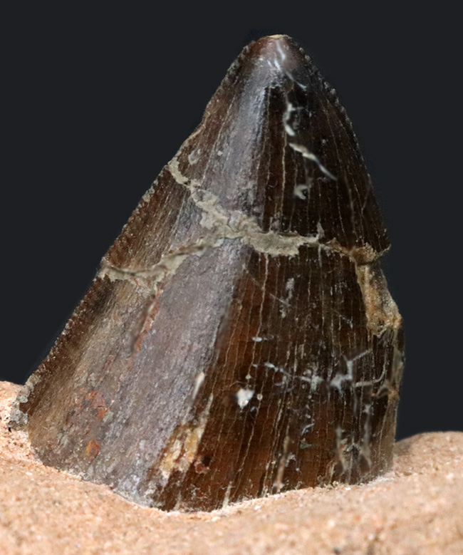 20年以上前のオールドコレクション！幻の逸品、アジアのティー