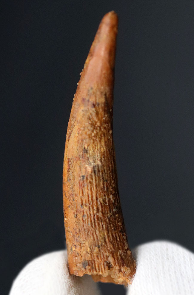 良形!白亜紀の北アフリカに棲息していたフライングモンスター、翼竜(Pterosaur)の歯化石(その2)