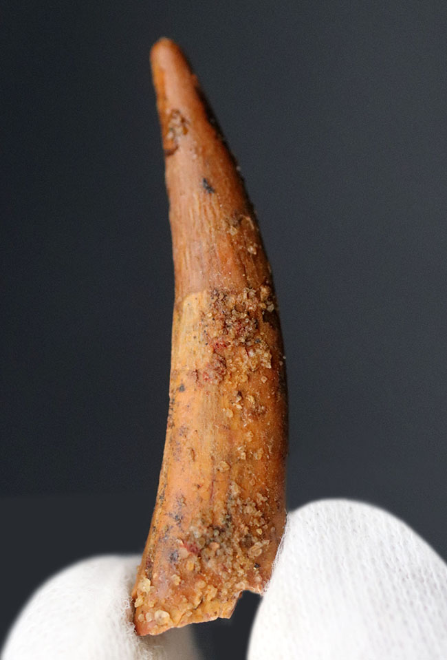 良形!白亜紀の北アフリカに棲息していたフライングモンスター、翼竜(Pterosaur)の歯化石(その3)