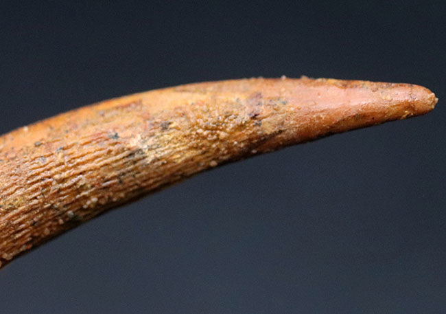 良形!白亜紀の北アフリカに棲息していたフライングモンスター、翼竜(Pterosaur)の歯化石(その7)