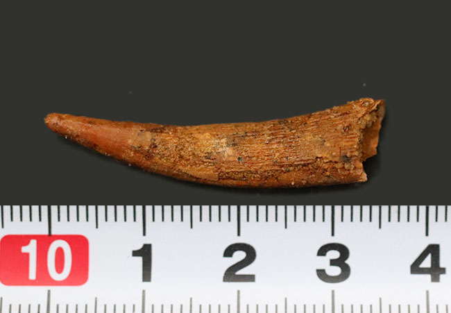 良形!白亜紀の北アフリカに棲息していたフライングモンスター、翼竜(Pterosaur)の歯化石(その8)