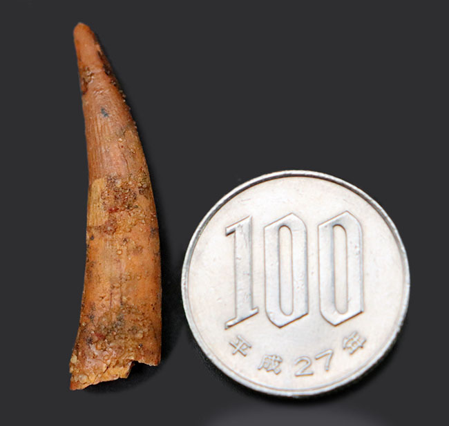 良形!白亜紀の北アフリカに棲息していたフライングモンスター、翼竜(Pterosaur)の歯化石(その9)
